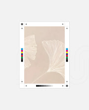 Ginkgo Whisper