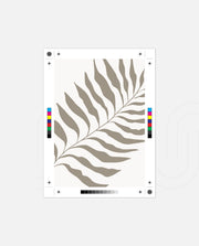 Sand Fern