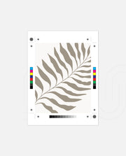 Sand Fern