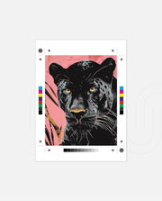Midnight Panther Gaze