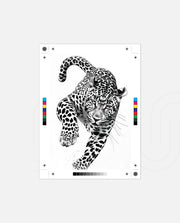 Leaping Leopard Monochrome