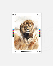 Wild Lion Savannah Watercolor