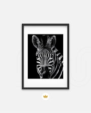 Zebra Portrait Black and White