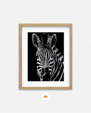 Zebra Portrait Black and White