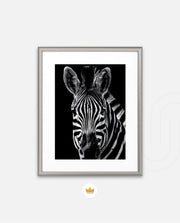 Zebra Portrait Black and White