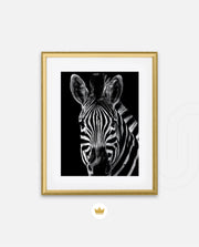 Zebra Portrait Black and White
