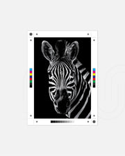 Zebra Portrait Black and White