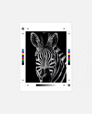 Zebra Portrait Black and White