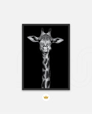 Giraffe Portrait Black and White