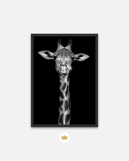 Giraffe Portrait Black and White