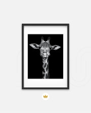 Giraffe Portrait Black and White