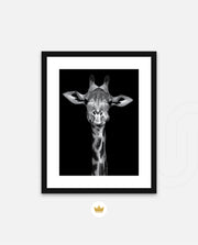 Giraffe Portrait Black and White
