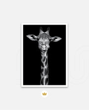 Giraffe Portrait Black and White