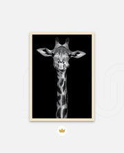 Giraffe Portrait Black and White