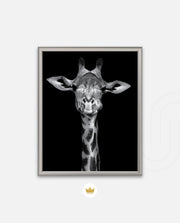 Giraffe Portrait Black and White