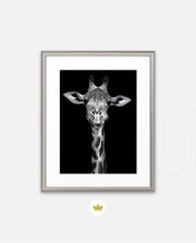 Giraffe Portrait Black and White