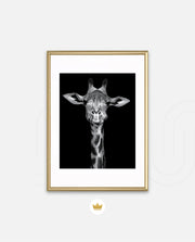 Giraffe Portrait Black and White