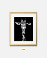 Giraffe Portrait Black and White