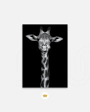 Giraffe Portrait Black and White