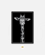 Giraffe Portrait Black and White