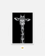 Giraffe Portrait Black and White