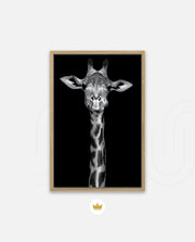 Giraffe Portrait Black and White