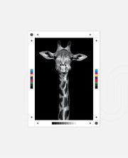 Giraffe Portrait Black and White