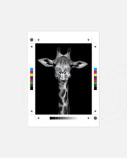 Giraffe Portrait Black and White