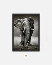 African Elephant Portrait