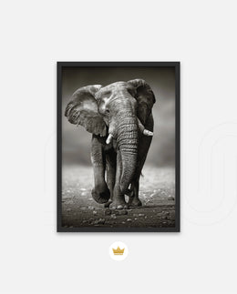 African Elephant Portrait