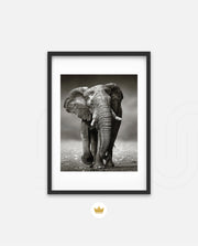 African Elephant Portrait