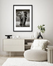African Elephant Portrait