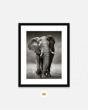African Elephant Portrait
