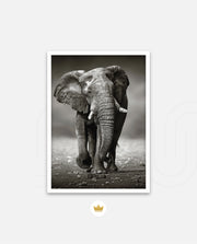 African Elephant Portrait