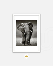 African Elephant Portrait