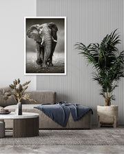 African Elephant Portrait