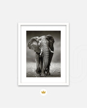 African Elephant Portrait