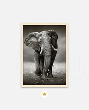 African Elephant Portrait