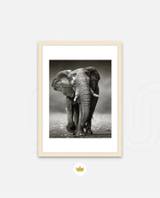 African Elephant Portrait