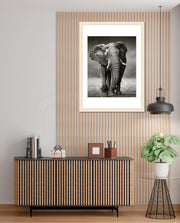 African Elephant Portrait
