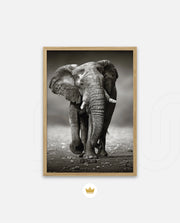 African Elephant Portrait