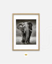African Elephant Portrait