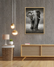 African Elephant Portrait