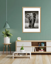 African Elephant Portrait