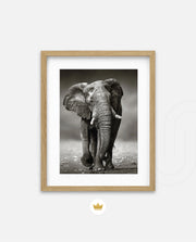 African Elephant Portrait