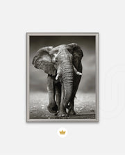 African Elephant Portrait