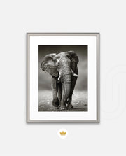 African Elephant Portrait