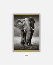 African Elephant Portrait