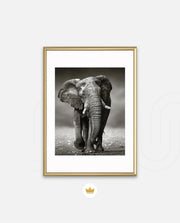 African Elephant Portrait