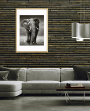 African Elephant Portrait